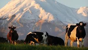 Cattle pic newstalkzb.co.nz