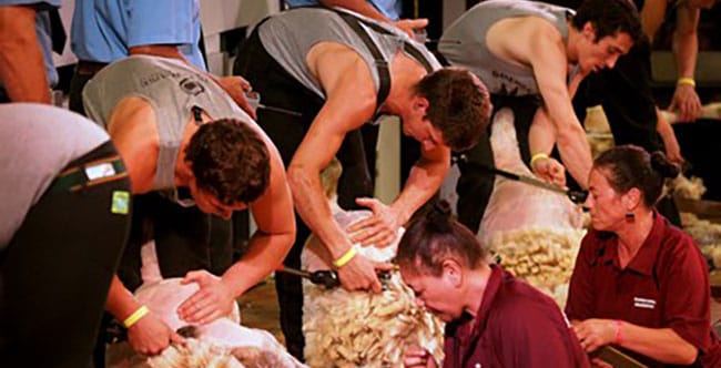 Senior-Shearing-semi-finals-2