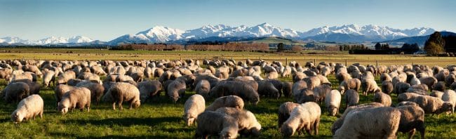 Southland New Zealand - Sheep and Takitimu Mountains