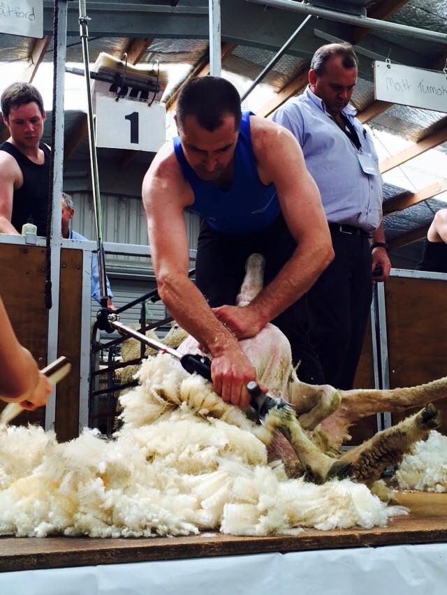 shearing