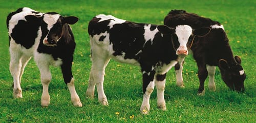 Friesian heifer calves.