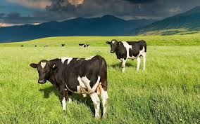 fonterra-farm