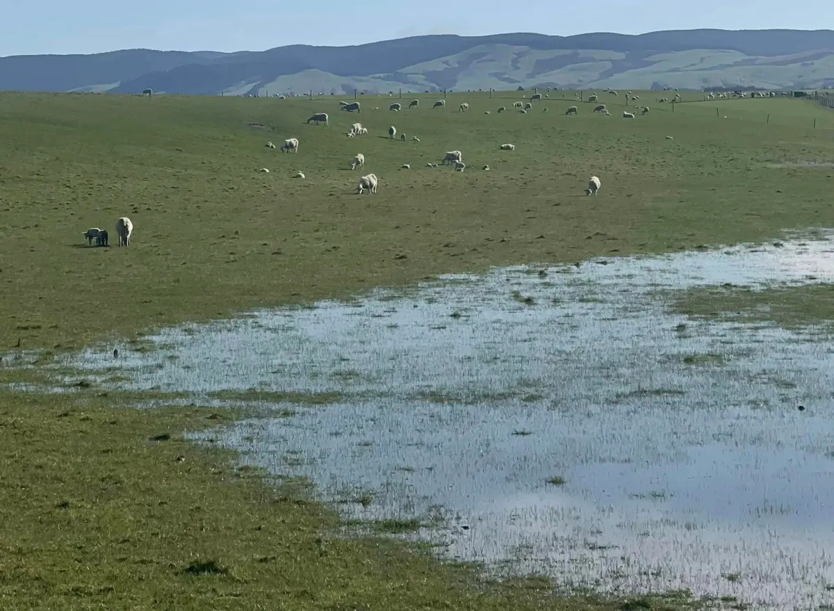 Southland Farmers Face Wet Spring Challenges