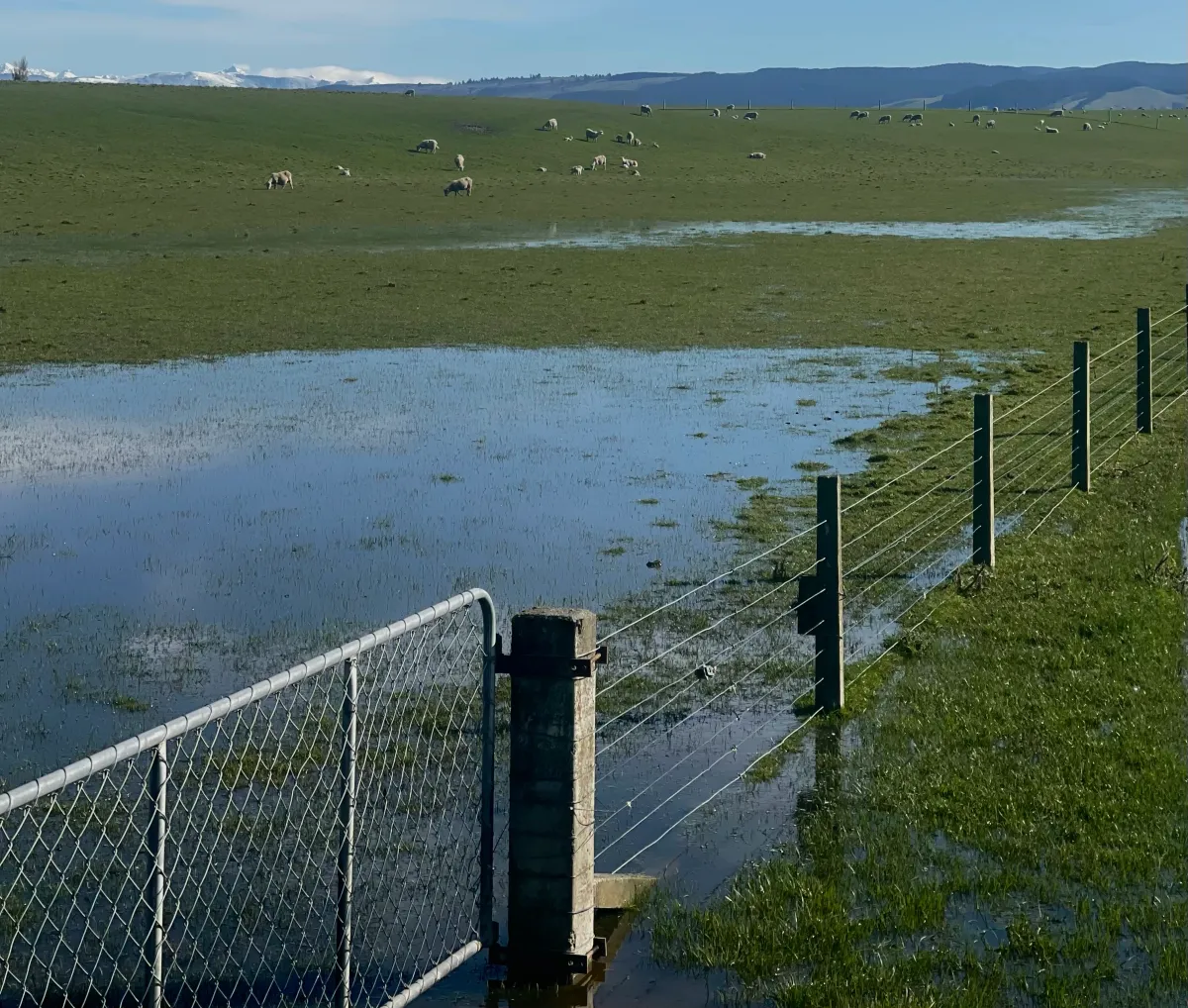 Extreme Weather Conditions Impacting Southland Farmers