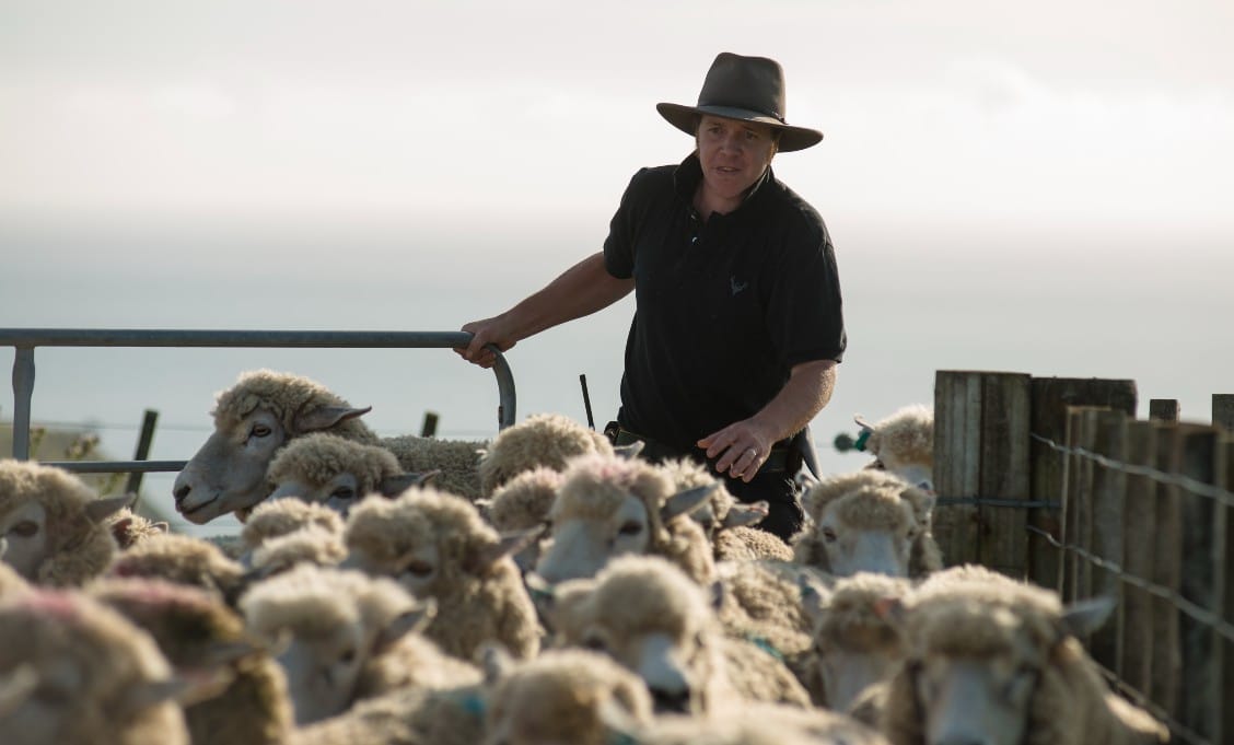 Federated Farmers launches ‘SOS: Save Our Sheep’ Campaign