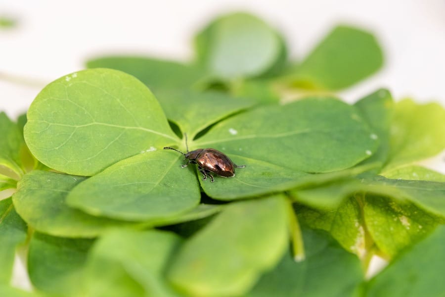 Beetle Approved To Fight Invasive Creeper