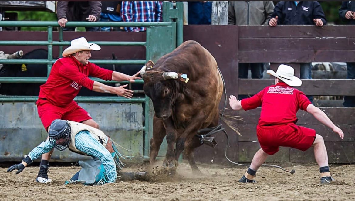 Bucking Bulls Impress At Southland Rodeo