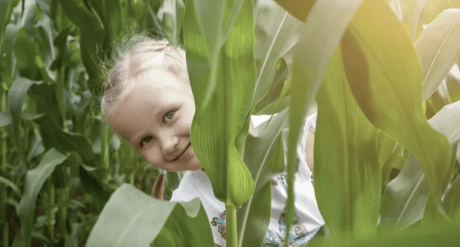 Rural Fun At New Riversdale Maize Maze
