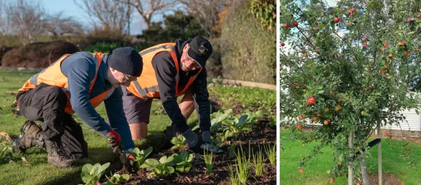 Community Invited To Harvest Park Produce