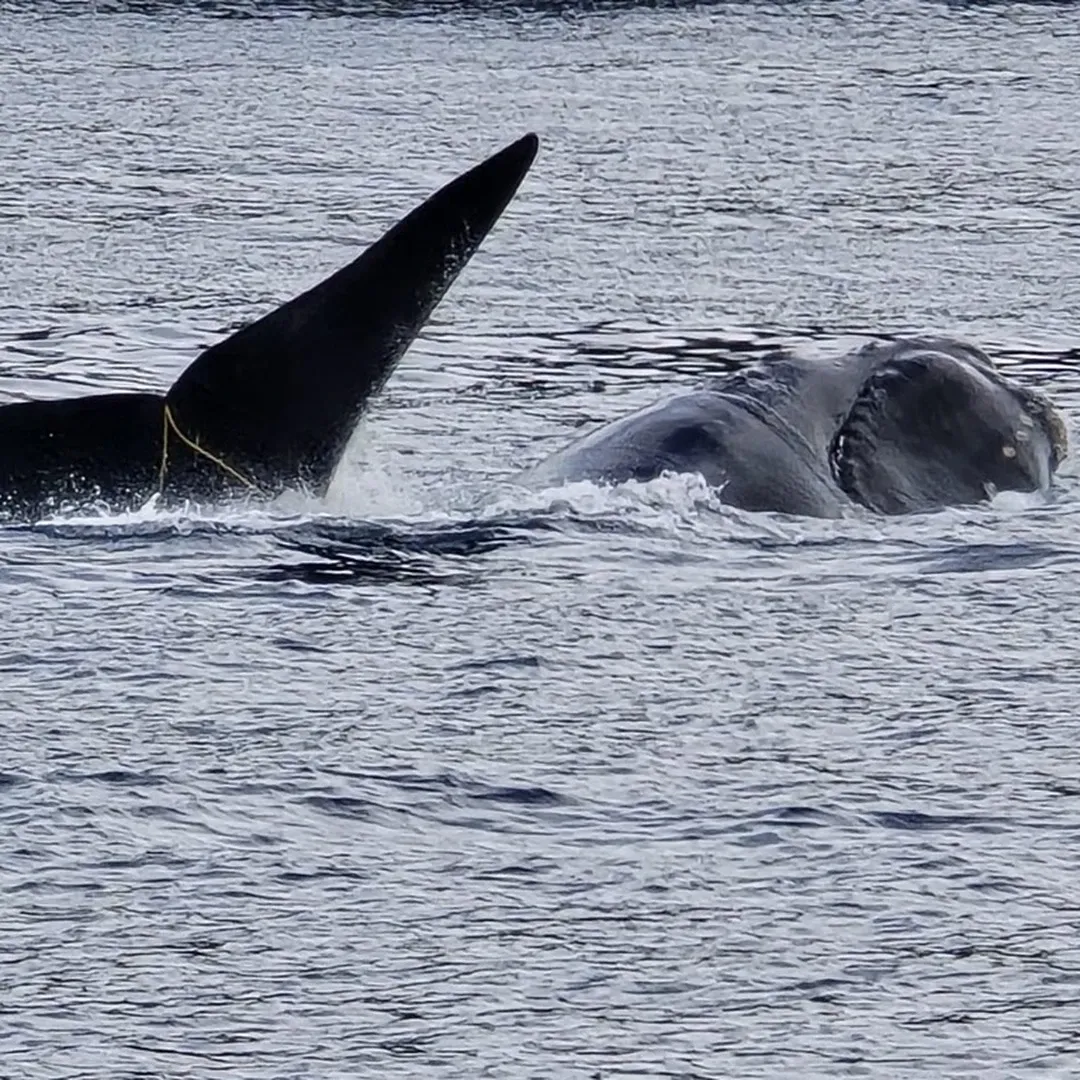 Tangled Whale Freed After Four Day Ordeal