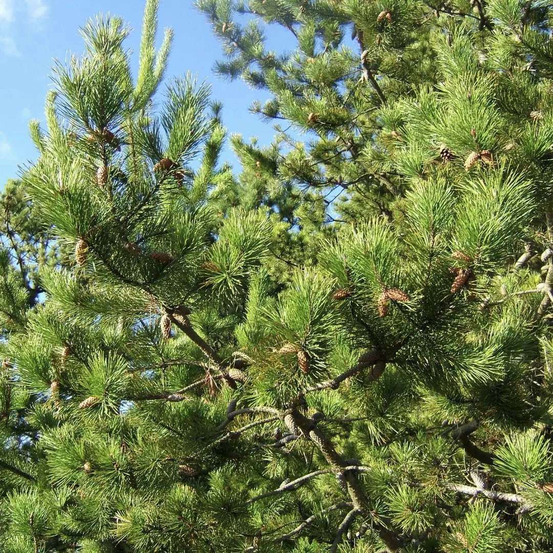 $1m Fund to Fight Wilding Pines