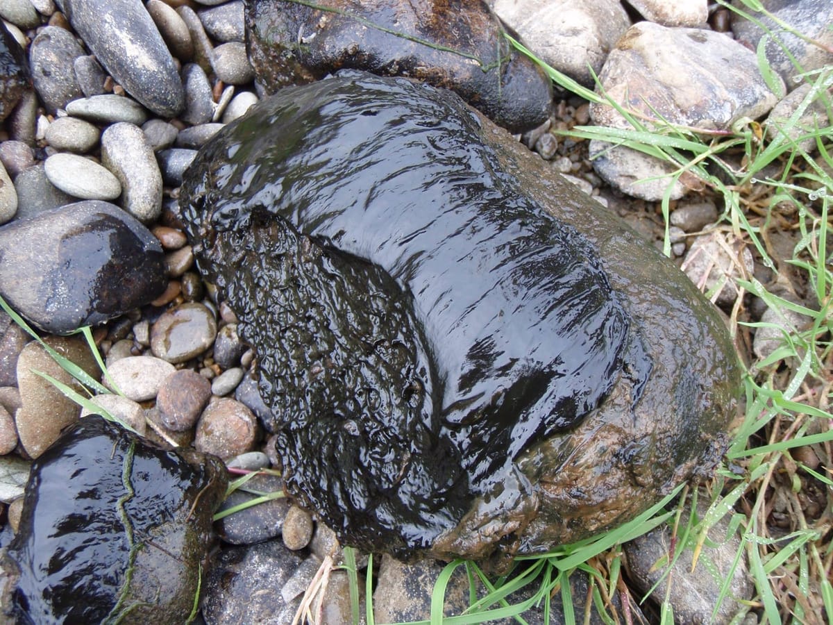 Toxic Algae Found In The Aparima and Oreti Rivers