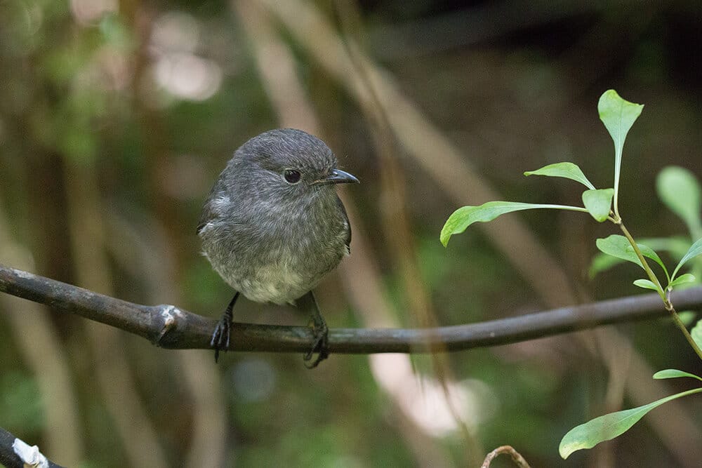 Robins Breed at Bluff For First Time in More Than 100 Years