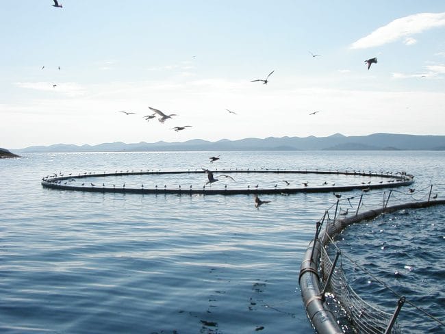 Could Aquaculture Be Southland’s Next Growth Opportunity?