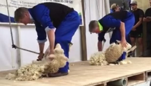 PM Bill English Video Shearing At World Shearing Champs