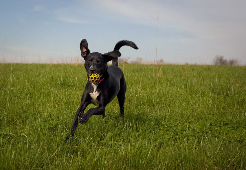 New Off-lead Area For Dogs In Bluff