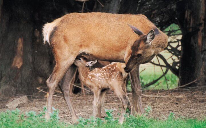 China’s Wild Meat Clampdown Affecting NZ Venison Exports