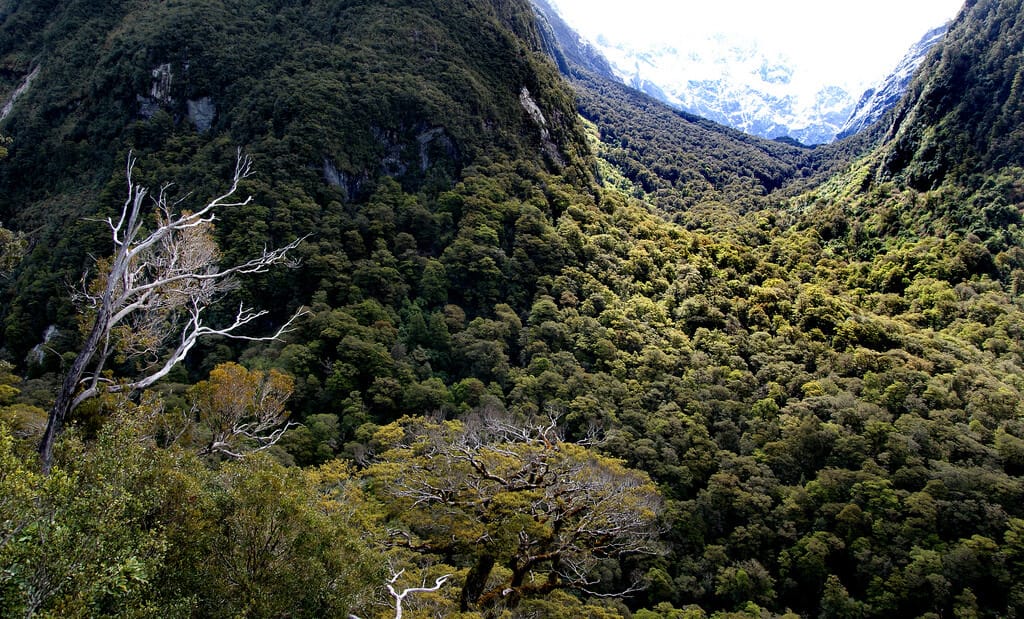 Hunter Found in Fiordland