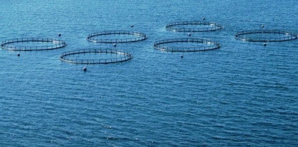 Scientific Survey To Further Explore Aquaculture Potential For Southland