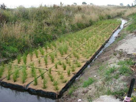 Floating Wetlands Producing Promising Results For Cleaner Waterways