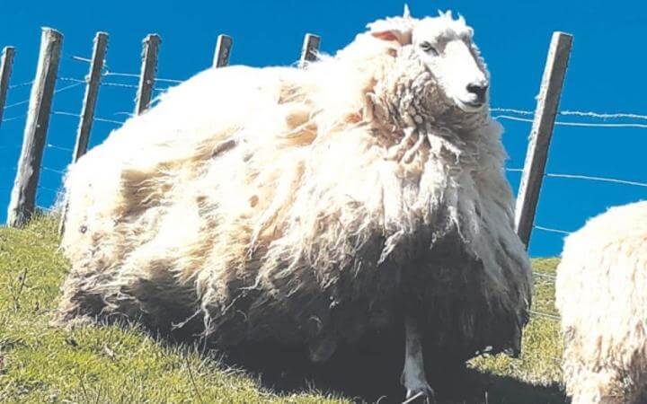 Gisborne Sheep Shorn After Five Years Producing Record-Breaking Fleece