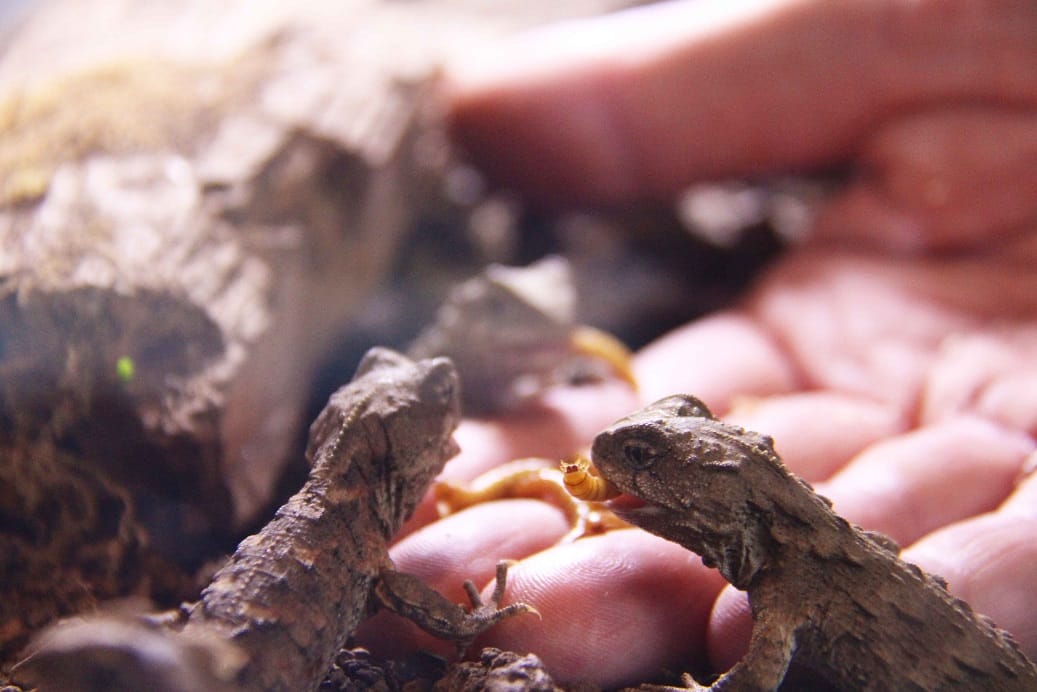 Henry Needs Some Huhu