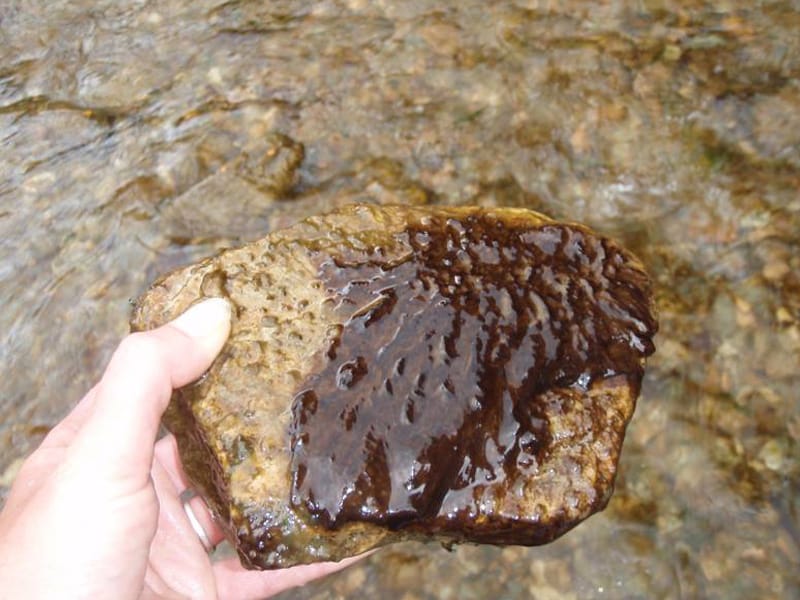 Cyanobacteria Waituna Lagoon in Southland