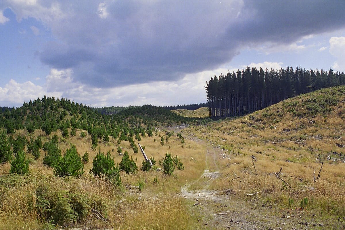 Holdco To Sell Invercargill City Forests Ltd