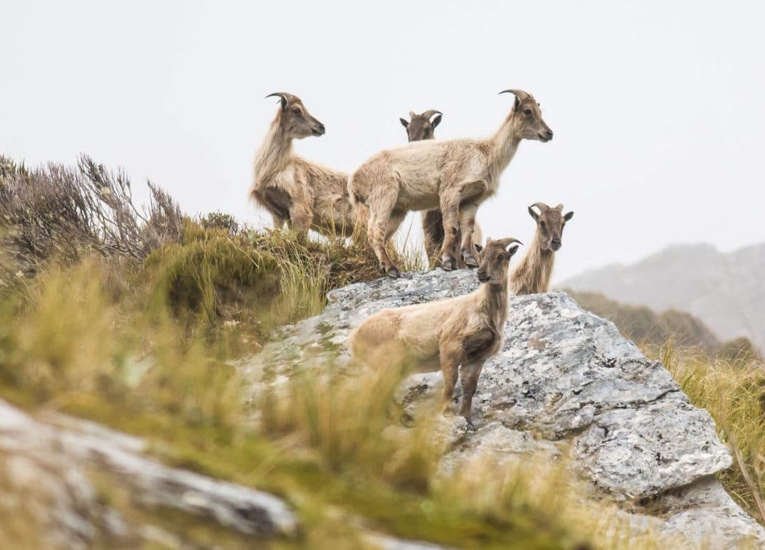 DOC Completes Tahr Control for 2020