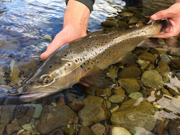 Southland Fishing Season Looking Good