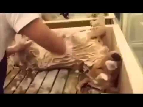 Petsmart.nz Pet Minute