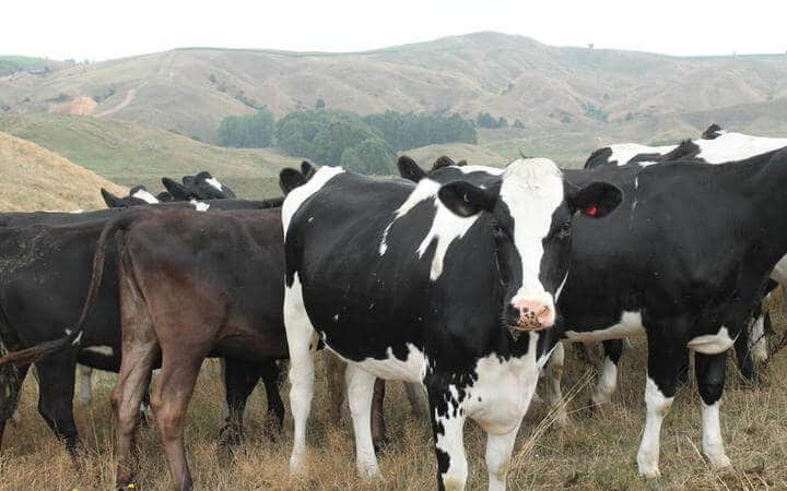 Fonterra Raises Forecast Milk Price