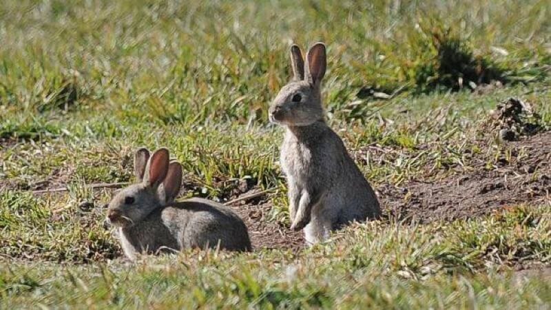 Rabbit Virus Release to Start in Southland Next Week