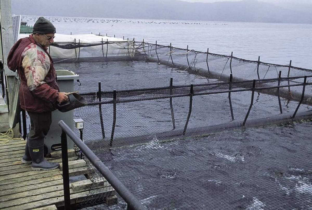 Another Positive Step Forward In Aquaculture For Southland