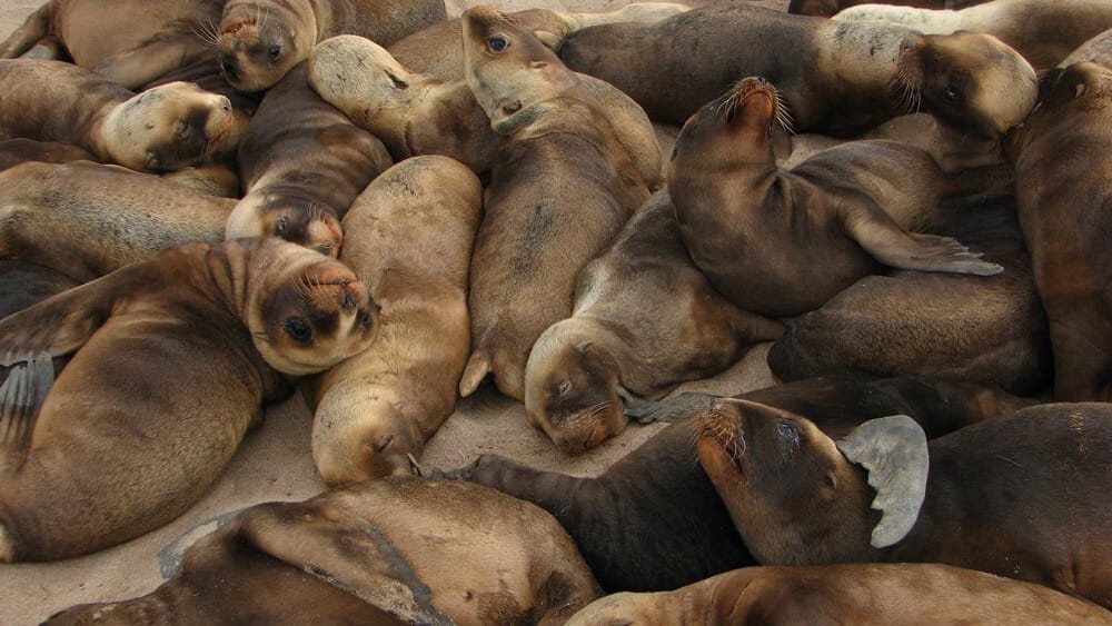 First New NZ Sea Lion Breeding Colony In More Than 150Years