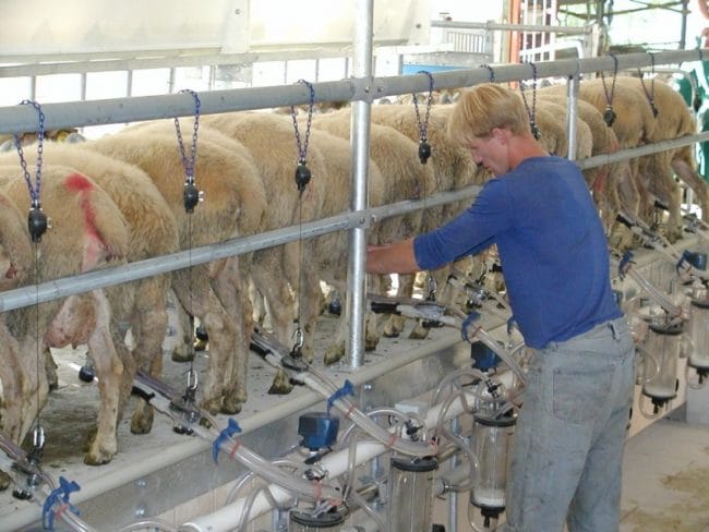 Sheep Milk Industry Set To Grow Through New Partnership
