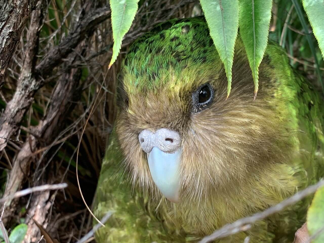 Artificial Insemination Successful For kākāpō