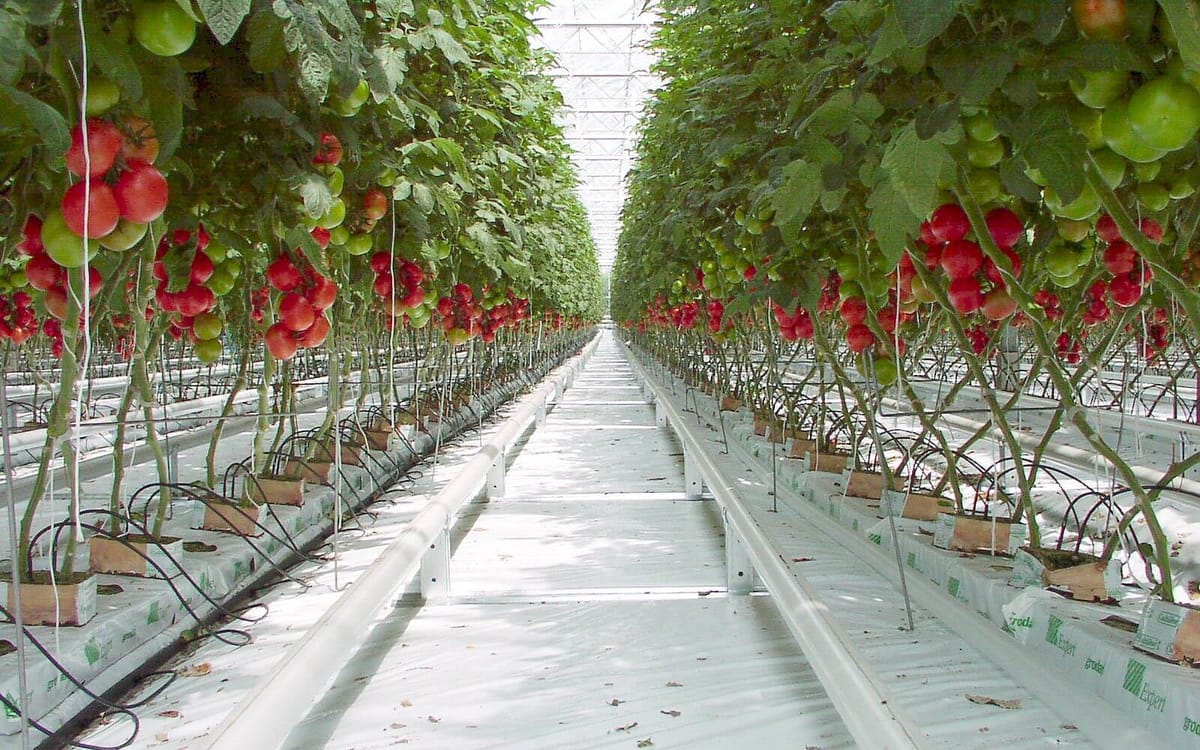 South Island Winter Tomato Growers Hit By Carbon Charges