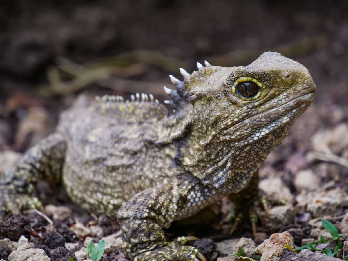 Watch: Tuatara Journey up South Island to Marlborough Sounds’ Homeland