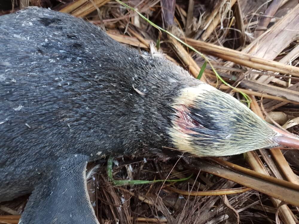 Dog Kills Two Yellow-Eyed Penguins At The Catlins