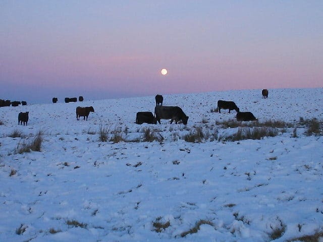 David Parker Must Delay Winter Grazing Regulations
