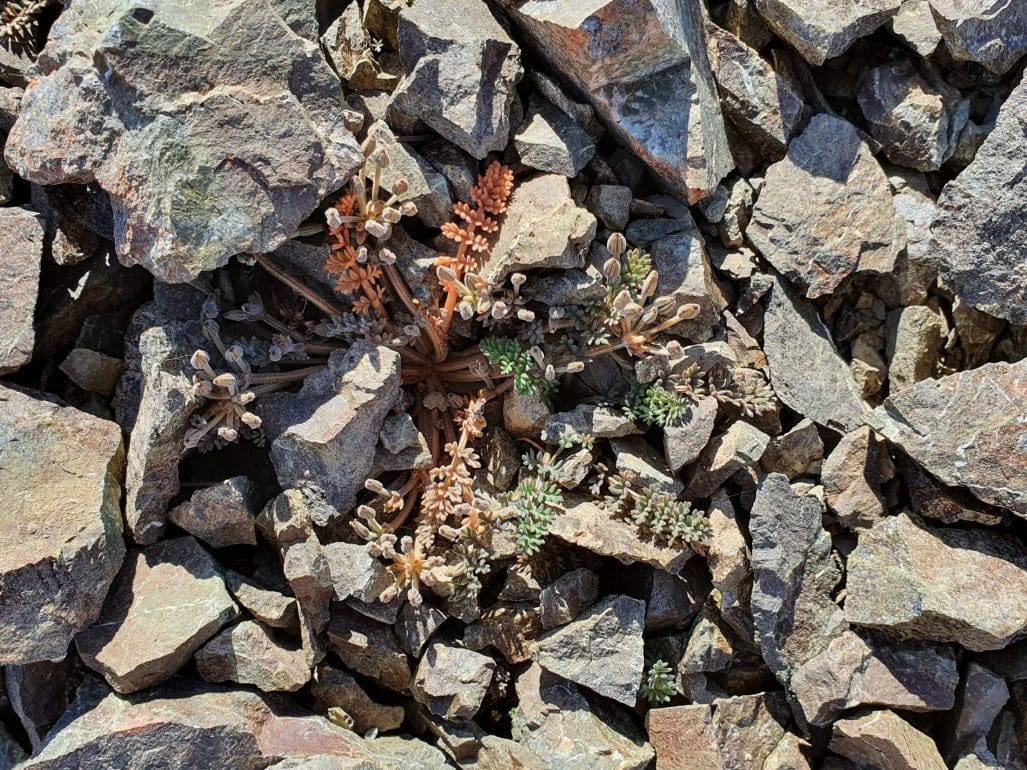 Ecologist Excited by Potential New Plant Discovery