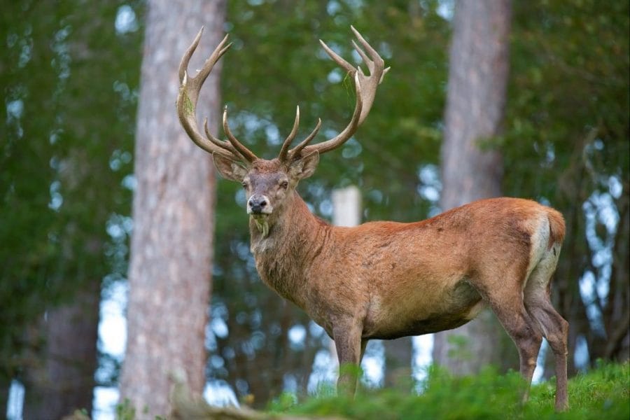 Guide Released to Assist Management of Red Deer