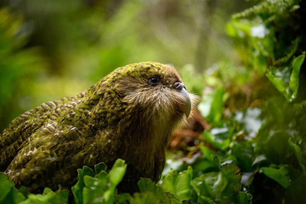 Meridian Energy Renews as National Partner of DOC’s Kakapo Recovery Programme