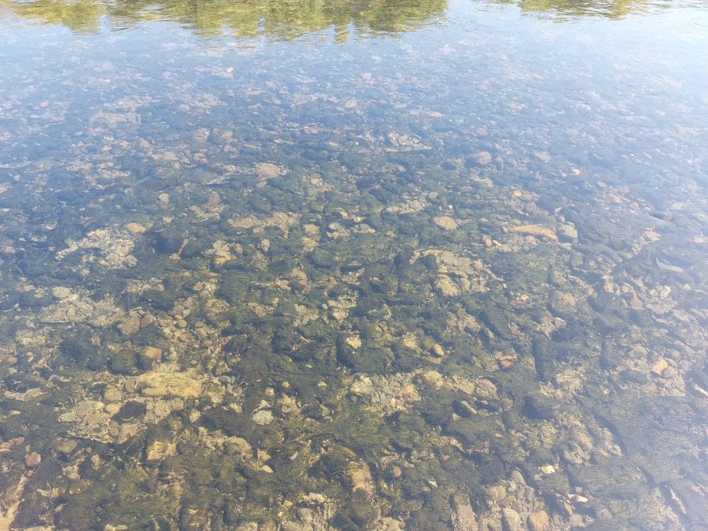 Toxic Algae Found in Waiau River Catchment