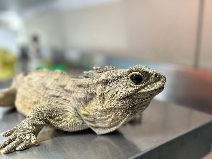 Invercargill’s Beloved Tuatara Ace Biannual Health Checks, Ensuring a Thriving Population