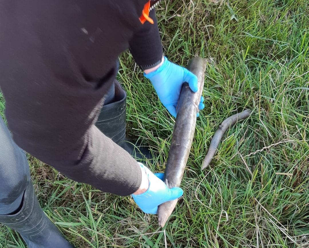 Eel deaths in Low Burn Stream, Mataura Being Investigated