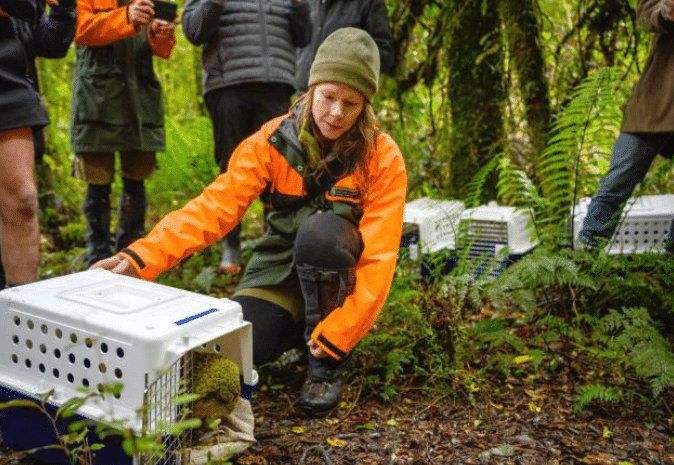 Kakapo Transferred to Coal Island in Habitat Expansion Effort