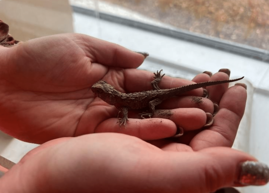 Baby Tuatara Discovered During Museum Demolition