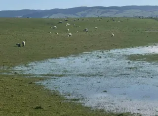 Southland Farmers Face Wet Spring Challenges